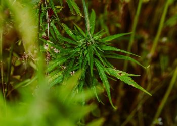 The Ultimate Guide to THC Tinctures: Benefits, Dosage, and Effects