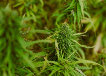 Unleashing the Healing Power of MMJ Edibles: A Delicious Approach to Wellness