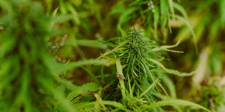 Unleashing the Healing Power of MMJ Edibles: A Delicious Approach to Wellness
