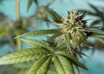 Healing the Mind: The Impact of Medical Cannabis on PTSD
